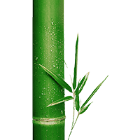 bambú