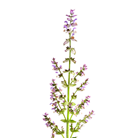 esclarea