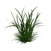 hierba