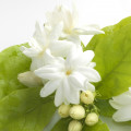 jazmín sambac (sampaguita)