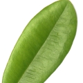 malagueta