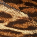 Notas de animal
