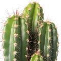 flor de cactus