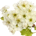 flor del espino