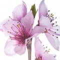 flor del duraznero (flor del melocotonero)