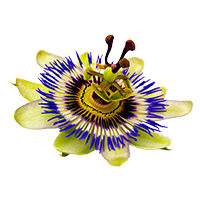 flor de pasionaria