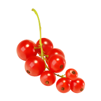 grosella roja