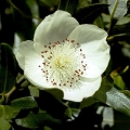 leatherwood