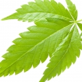 marihuana (cannabis)