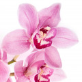 orquídea silvestre