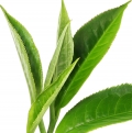 té verde