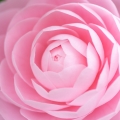 camelia