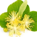 flor del tilo