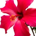 hibisco (flor de Jamaica, cayena)