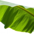hoja de plátano