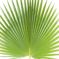 hojas de palmera