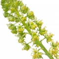 reseda (miñoneta)