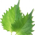 menta