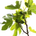 árbol de la higuera
