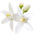 flor del naranjo africano
