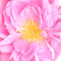 rosa de Taif