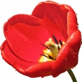 tulip