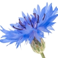 aciano, flor del abelmosco, abelmosco de Abisinia