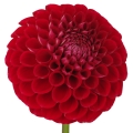 dalia