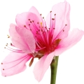 flor de cerezo