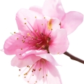 flor del duraznero (flor del melocotonero)