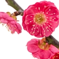 flor del ciruelo