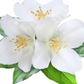 flores blancas