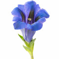 genciana