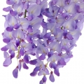 glicinia