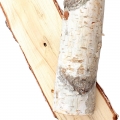 hojas de abedul