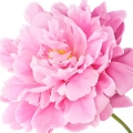 peonía rosa