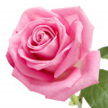 rosa de Bulgaria (rosa Damascena de Bulgaria)
